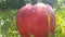 Apple wet rain on the grass healthy morning watering, slow-motion shooting