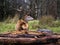 Applecross Stag by the road