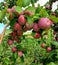 Apples! Apples! Apples! Fall Harvest in Connecticut.