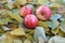 Apples on autumn leaves