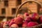 Apples. Autumn still life of an Apple orchard