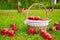 Apples in basket on a grass trees field