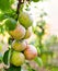 Apples on a branch in the garden. Grow fruits on a farm. Columnar apple variety.