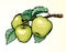 Apples on a branch. Vector drawing