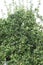 Apples on the branches of an old apple tree. Russia.