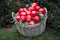 Apples bright red in a wicker basket on a background of green bushes and grass. Food, fruits, agriculture