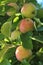 Apples cinnamon striped variety on a branch surrounded by leaves photo
