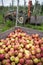 Apples in crates