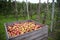 Apples in crates