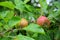 Apples of cultivar belle de boskoop