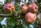 Apples damaged by hail storm