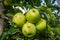 Apples damaged by hail storm