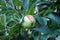 Apples damaged  by heavy hail storm