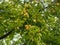 Apples developing on the branches of an apple tree