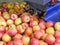 Apples drop into a rotating bin after being sorted by size and prior to being graded and packed