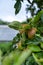 Apples embedded in green leaves on a fruit tree in an orchard in fall or autumn time