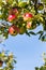 Apples in the fall on an apple tree