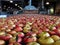 Apples floating in water in Packing Warehouse being washed