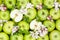 Apples fruits green apple fruit background with leaves and blossoms