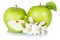 Apples fruits green apple fruit with leaves and blossoms isolated on a white background