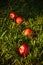 Apples In Grass