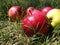 Apples grass, harvest, autumn