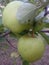 Apples green apple tree garden