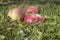 Apples on ground