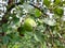 apples grow on a branch in the garden. fruit growing, horticulture, plant, summer.