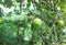 apples grow on a branch in the garden. fruit growing, horticulture, plant, summer. copy space.