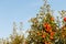 Apples hanging from a branch of a cultivated apple tree.