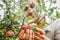 Apples harvest with farmer