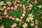 Apples in heart shape and autumn leaves on grass