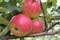 Apples large Mature on a branch in the garden close-up in the daytime.