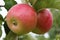 Apples large Mature on a branch in the garden close-up in the daytime.