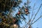 apples left on the trees in freezing winter, apple tree in garden.