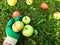 Apples lie on the ground, on the grass in the garden. gardener in protective gloves collects them on the field. gloves are green