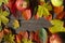 Apples and multicolored autumn leaves of rowan and maple on a wooden background with space for text Poster, banner, advertisement