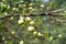 apples on old overloaded trees