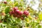 apples on old overloaded trees