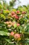 apples on old overloaded trees