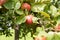 apples on old overloaded trees