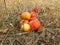 Apples an orchard meadow