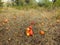 Apples an orchard meadow