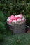 Apples pink and red in a wicker basket on a background of green bushes and grass. Food, fruits, agriculture