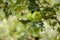 Apples production long an alpine valley in Alto Adige