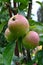 Apples in the rain