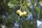 Apples with raindrops