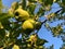 Apples Ready on the Tree Ready for Harvest