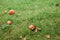 Apples red fruits grass tree season harvest